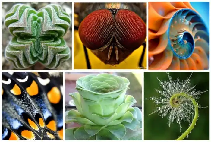 Жизнь вблизи - красота и геометрия природы