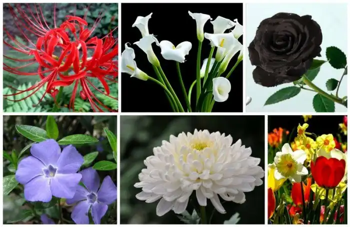 Цветы смерти