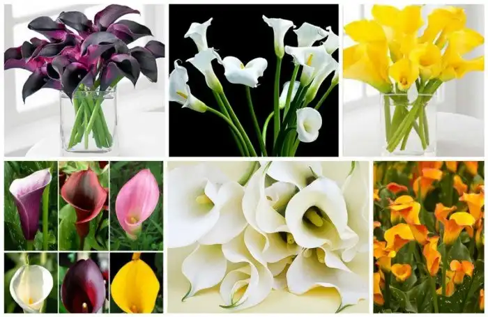 Цветы смерти