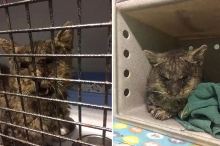 Женщина взяла на руки кота, к которому другие боялись даже подходить