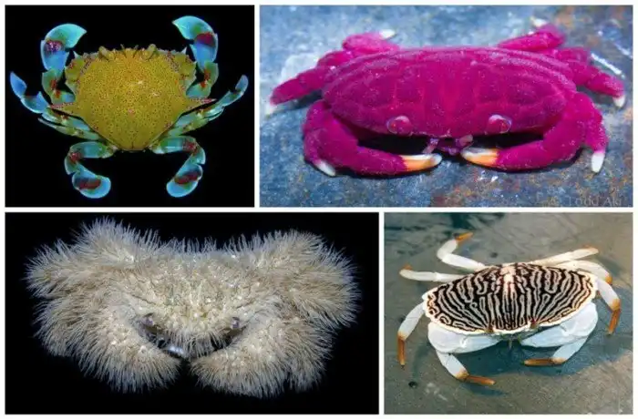 Краб, расскажем без прикрас, устрашающ и рукаст