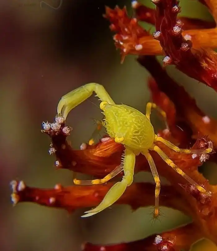 Краб, расскажем без прикрас, устрашающ и рукаст