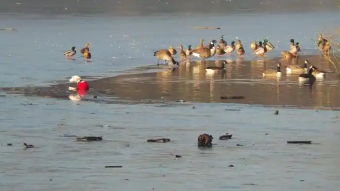 Спасение провалившейся под лед собаки