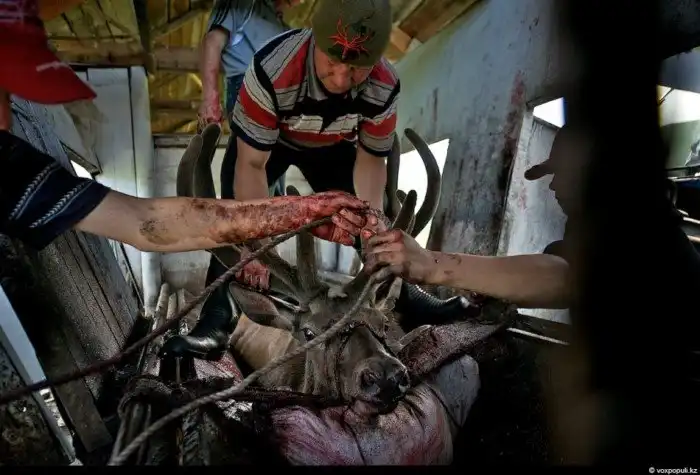 Как добывают пантокрин из оленьих рогов