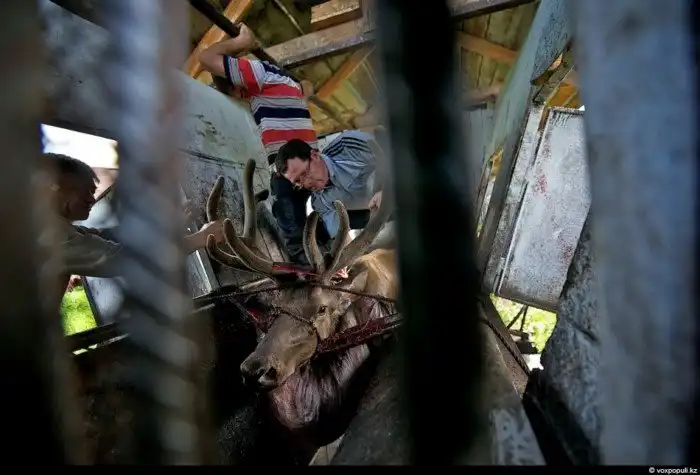 Как добывают пантокрин из оленьих рогов