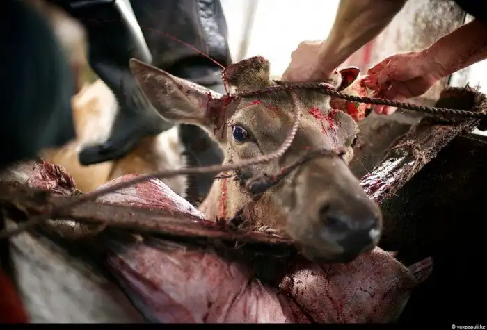 Как добывают пантокрин из оленьих рогов