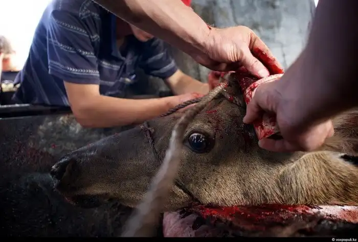 Как добывают пантокрин из оленьих рогов