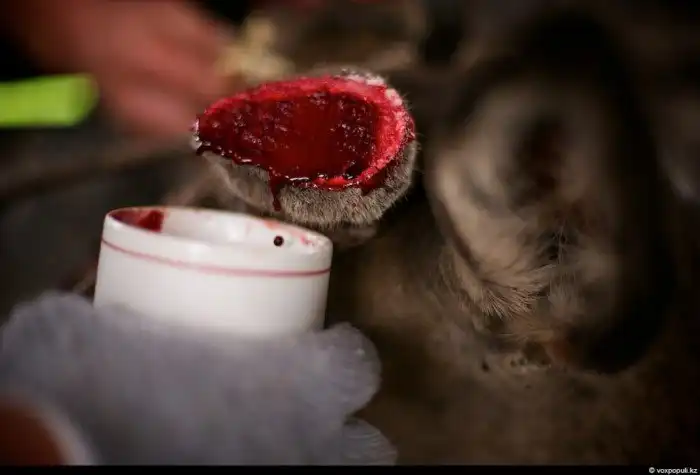 Как добывают пантокрин из оленьих рогов