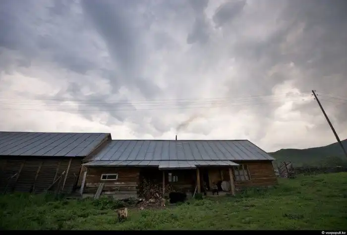 Как добывают пантокрин из оленьих рогов