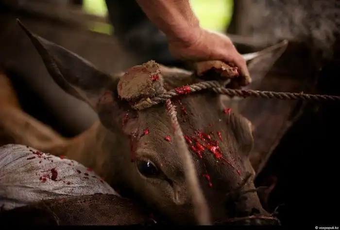 Как добывают пантокрин из оленьих рогов