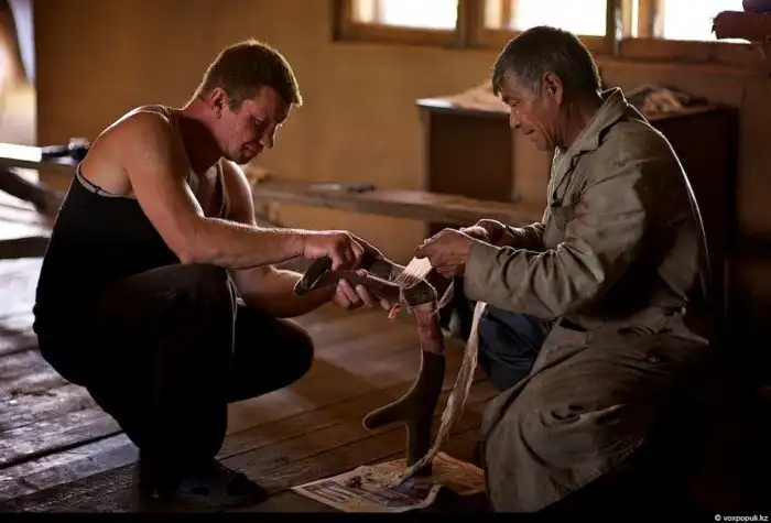 Как добывают пантокрин из оленьих рогов