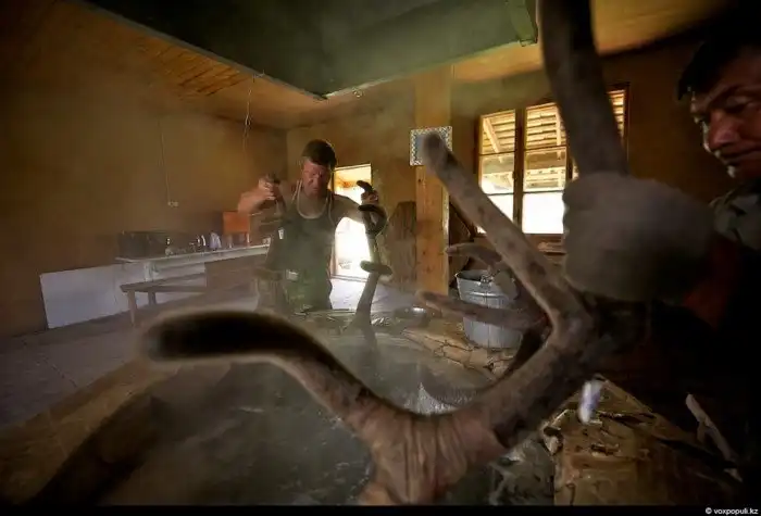 Как добывают пантокрин из оленьих рогов