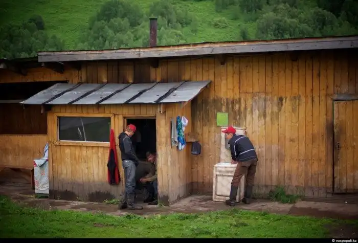 Как добывают пантокрин из оленьих рогов