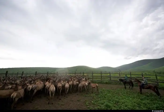 Как добывают пантокрин из оленьих рогов