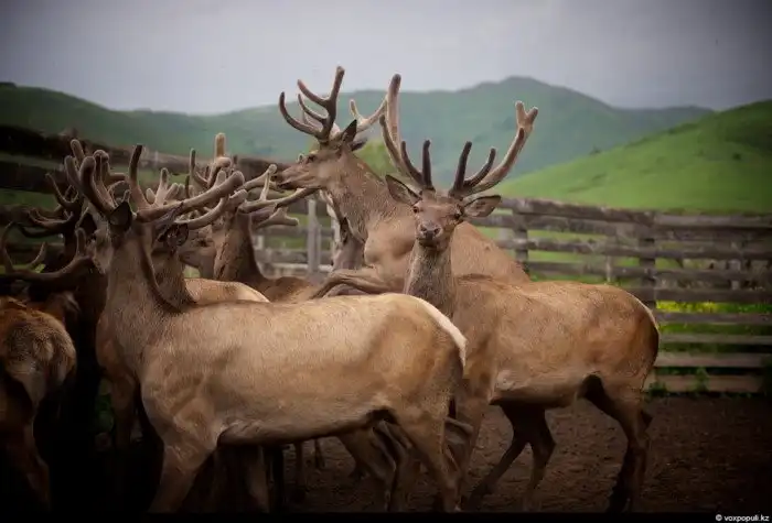Как добывают пантокрин из оленьих рогов