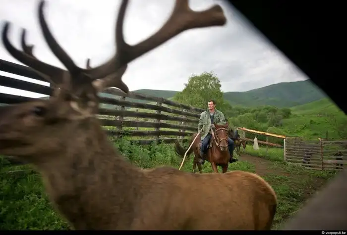 Как добывают пантокрин из оленьих рогов