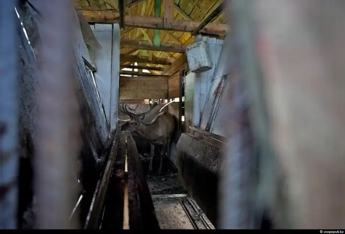 Как добывают пантокрин из оленьих рогов