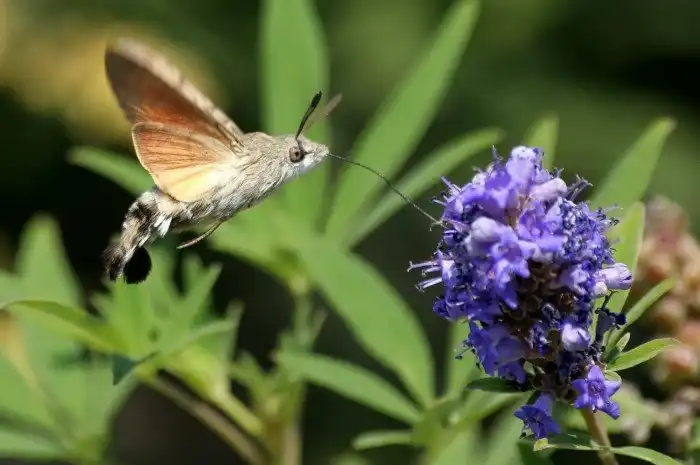 Эти невероятные бабочки