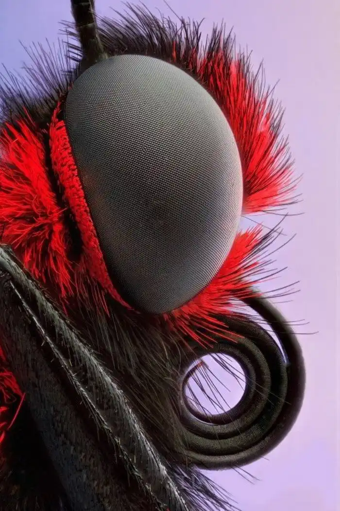 Эти невероятные бабочки