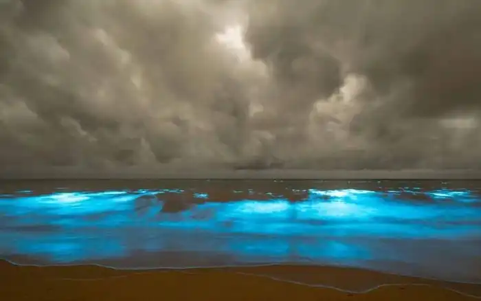 Биолюминесцентные морские водоросли у берегов Тасмании