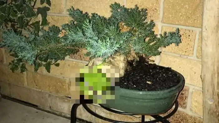 Голодная лягушка пообедала хищником