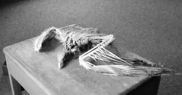 Самые неожиданные находки на чердаках