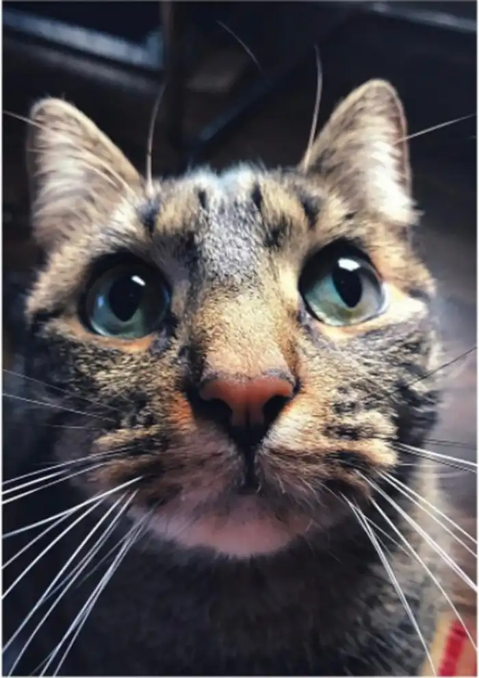 20 фотографий кисок, каждую из которых можно отправить другу