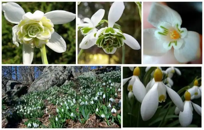 Подснежник проснулся и потянулся, солнышку улыбнулся, к земле Матушке прикоснулся