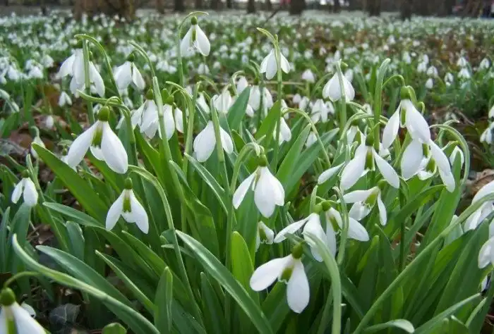 Подснежник проснулся и потянулся, солнышку улыбнулся, к земле Матушке прикоснулся