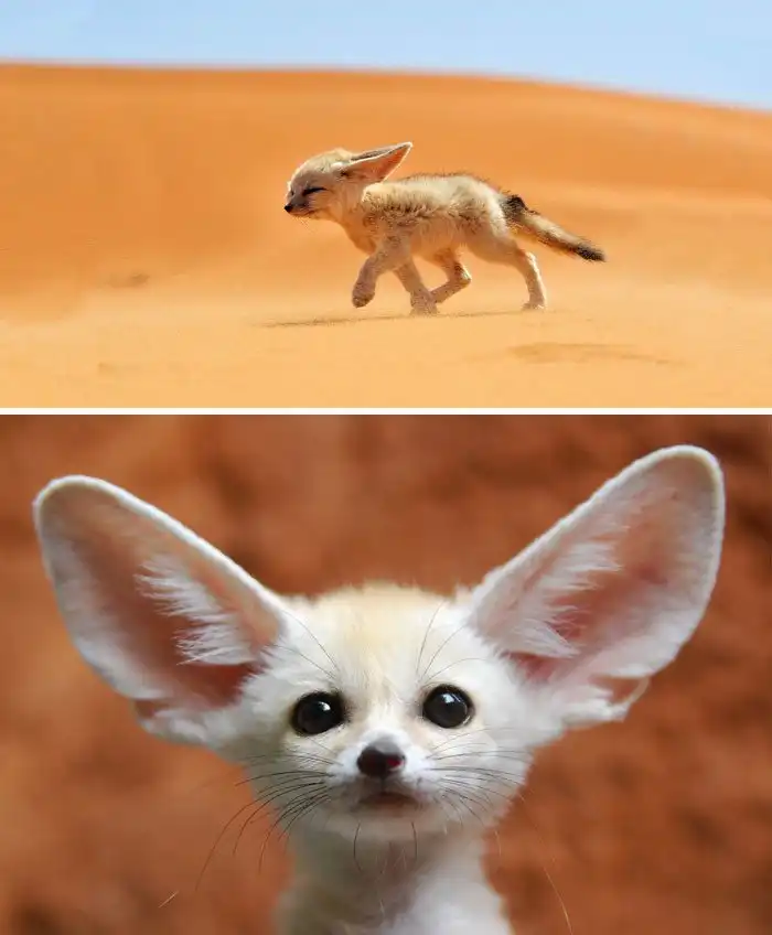 Детеныши редких животных, которых вы вряд ли видели