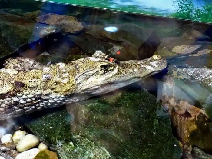 Список самых популярных океанариумов мира