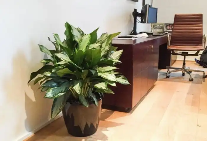 Какие комнатные растения являются натуральными воздухоочистителями