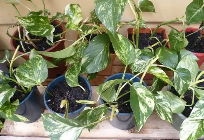 Какие комнатные растения являются натуральными воздухоочистителями