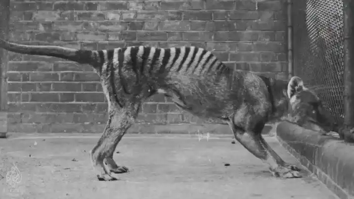 Животные прошлого, которых могут вернуть к жизни