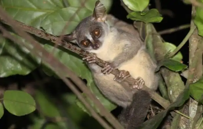 В Африке найден новый вид приматов