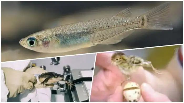 10 необычных животных, побывавших в космосе