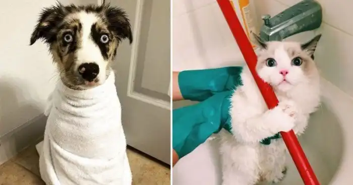 Делимся фотографиями купания наших домашних любимцев