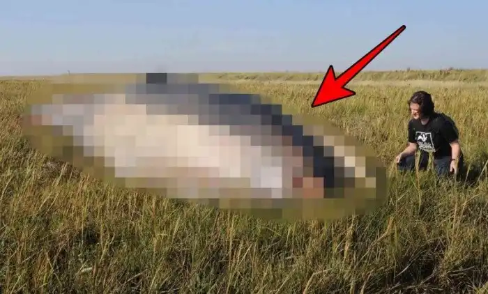 Неожиданная находка посреди поля в Англии шокировала весь мир