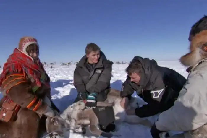 Зачем саамы кастрируют оленей собственными зубами