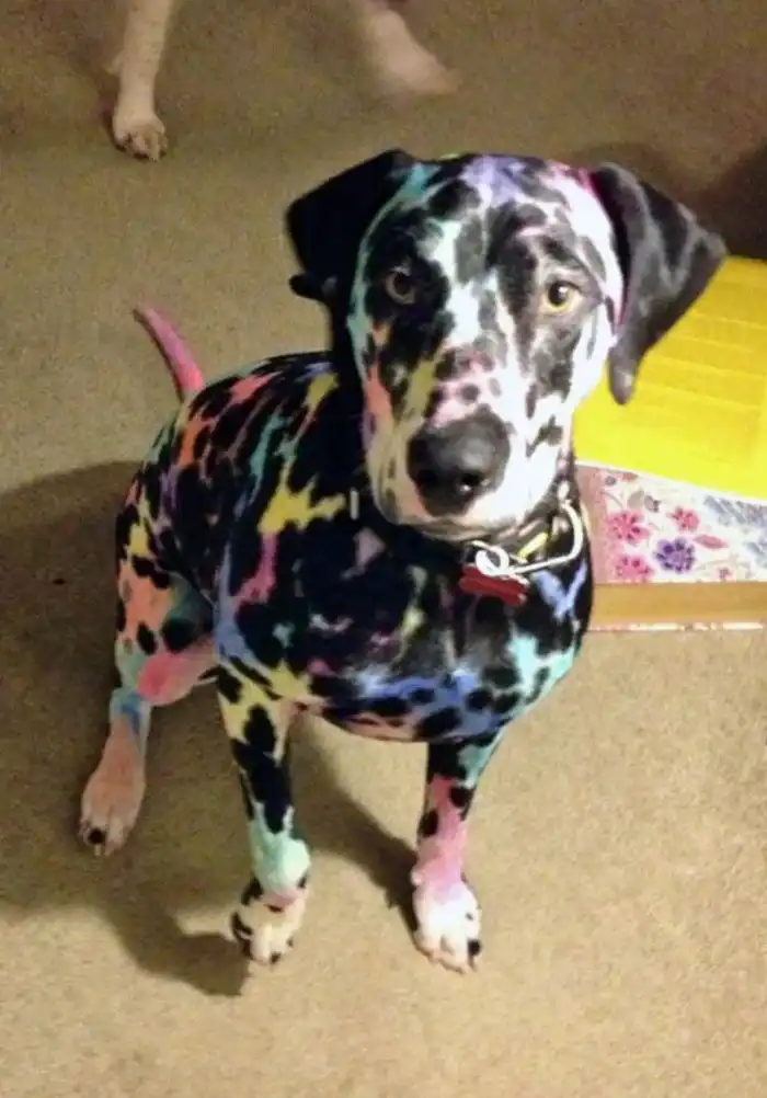 50 причин, почему не стоит оставлять питомцев наедине с детьми