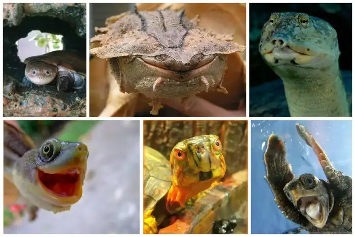 Покатай меня, большая черепаха