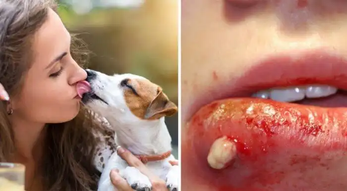 Ученые рассказали, почему категорически нельзя позволять собаке облизывать ваше лицо
