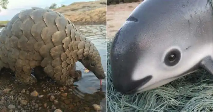 15 исчезающих видов животных, о которых мир стал забывать