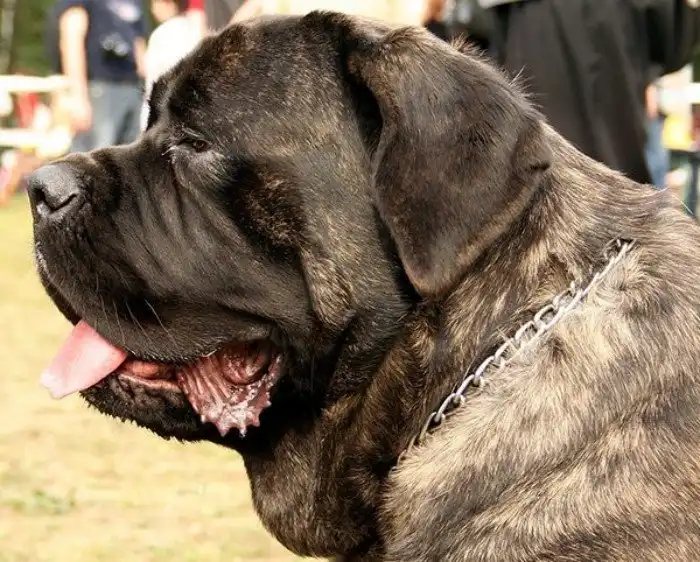 Хорошей собаки должно быть много