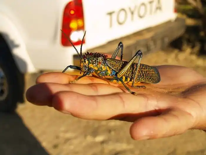 Как организована добыча сапфиров на Мадагаскаре