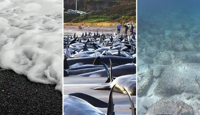 Удивительные и невероятные факты об океане