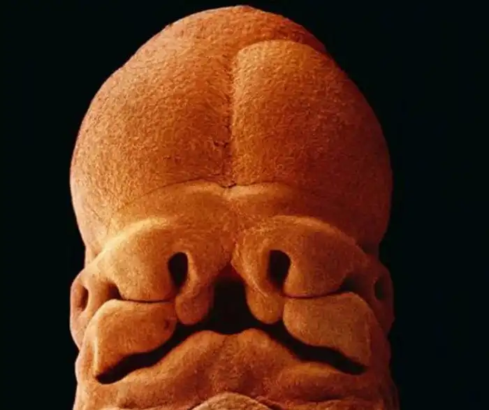 Начало жизни: от зачатия до рождения