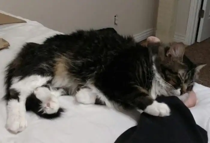 Парню пришлось выбирать между девушкой и кошкой