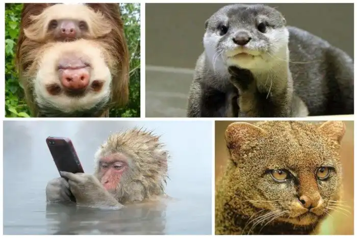Зверские мемы из дикой природы