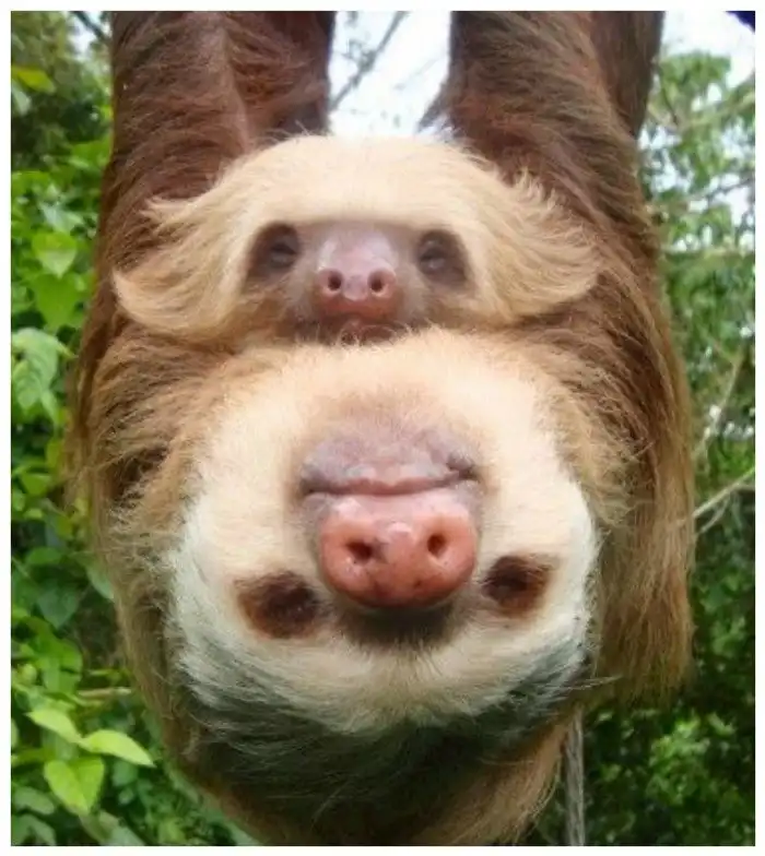 Зверские мемы из дикой природы